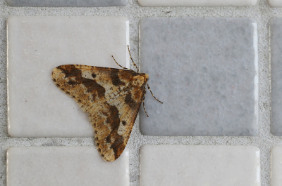 <i class='fa fa-user'></i>&nbsp;Ad Sprang&nbsp;|  Grote Wintervlinder&nbsp; <i class='fa fa-eye'>&nbsp;106</i> &nbsp;<i class='fa fa-thumbs-up'>&nbsp;2</i> &nbsp; <i class='fa fa-comment-o'>&nbsp;8</i>