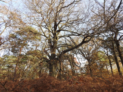 Zoals eerder geschreven is het er dit jaar niet van gekomen dus maar een foto van 2021. De vorm van de boom sprak mij aan.