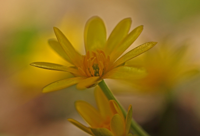 <i class='fa fa-user'></i>&nbsp;Cor&nbsp;|  Gewoon Speenkruid&nbsp; <i class='fa fa-eye'>&nbsp;122</i> &nbsp;<i class='fa fa-thumbs-up'>&nbsp;11</i> &nbsp; <i class='fa fa-comment-o'>&nbsp;18</i>