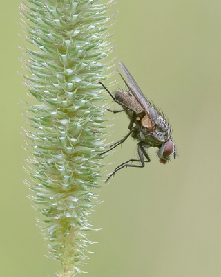 <i class='fa fa-user'></i>&nbsp;Johan van Gurp&nbsp;|  Helina sp.&nbsp; <i class='fa fa-eye'>&nbsp;76</i> &nbsp;<i class='fa fa-thumbs-up'>&nbsp;4</i> &nbsp; <i class='fa fa-comment-o'>&nbsp;8</i>
