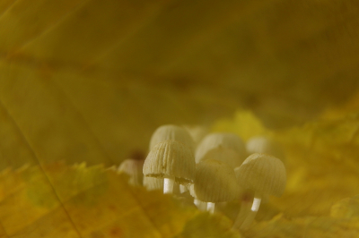 <i class='fa fa-user'></i>&nbsp;rixte&nbsp;|  Zwerminktzwam&nbsp; <i class='fa fa-eye'>&nbsp;66</i> &nbsp; <i class='fa fa-comment-o'>&nbsp;10</i>