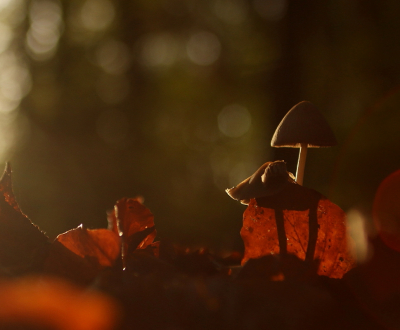 <i class='fa fa-user'></i>&nbsp;rixte&nbsp;|  Langsteelfranjehoed&nbsp; <i class='fa fa-eye'>&nbsp;92</i> &nbsp;<i class='fa fa-thumbs-up'>&nbsp;1</i> &nbsp; <i class='fa fa-comment-o'>&nbsp;8</i>