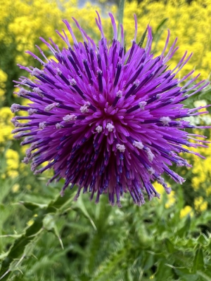 Vooruit lopend op het vuurwerk wat deze maand weer zal losbarsten.
Hierbij een distel die bij mij ook de associatie oproept van vuurwerk maar dan veel en veel mooier.