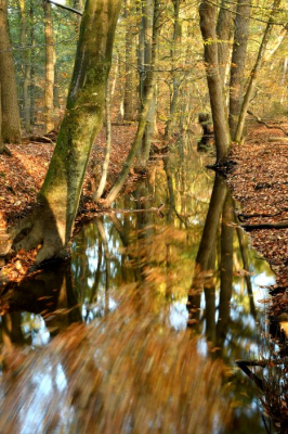 <i class='fa fa-user'></i>&nbsp;mauritskoenen48&nbsp;|  Leuvenumse beek&nbsp; <i class='fa fa-eye'>&nbsp;85</i> &nbsp; <i class='fa fa-comment-o'>&nbsp;2</i>