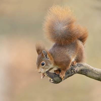 <i class='fa fa-user'></i>&nbsp;Luc Meert&nbsp;|  Eekhoorn&nbsp; <i class='fa fa-eye'>&nbsp;125</i> &nbsp;<i class='fa fa-thumbs-up'>&nbsp;7</i> &nbsp; <i class='fa fa-comment-o'>&nbsp;10</i>