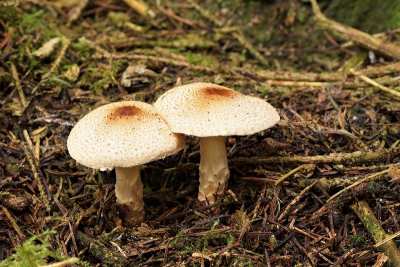 <i class='fa fa-user'></i>&nbsp;Jelle Bakker&nbsp;|  Okerbruine Parasolzwam&nbsp; <i class='fa fa-eye'>&nbsp;59</i> &nbsp; <i class='fa fa-comment-o'>&nbsp;0</i>