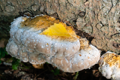 Een mooie zonnige herfstdag met af en toe een bui... onze eerste uitstap in de hoop om wat paddenstoelen te fotograferen... We troffen het! Midden op de dag, dus wel harde schaduwen, zeker op deze houtzwam die onderaan een van de boomstammetjes groeide, vlakbij de parkeerplaats.