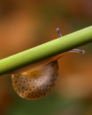 <i class='fa fa-user'></i>&nbsp;birgittaroos&nbsp;|  Gekielde Loofslak&nbsp; <i class='fa fa-eye'>&nbsp;72</i> &nbsp;<i class='fa fa-thumbs-up'>&nbsp;1</i> &nbsp; <i class='fa fa-comment-o'>&nbsp;5</i>