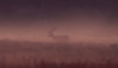 <i class='fa fa-user'></i>&nbsp;ErnovanDoorn&nbsp;|  Edelhert&nbsp; <i class='fa fa-eye'>&nbsp;119</i> &nbsp; <i class='fa fa-comment-o'>&nbsp;2</i>