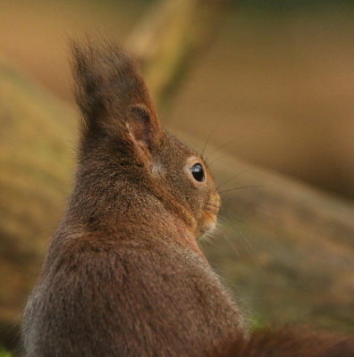 <i class='fa fa-user'></i>&nbsp;Meindert&nbsp;|  Eekhoorn&nbsp; <i class='fa fa-eye'>&nbsp;63</i> &nbsp;<i class='fa fa-thumbs-up'>&nbsp;1</i> &nbsp; <i class='fa fa-comment-o'>&nbsp;2</i>