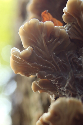 <i class='fa fa-user'></i>&nbsp;rixte&nbsp;|  Viltig Judasoor&nbsp; <i class='fa fa-eye'>&nbsp;68</i> &nbsp; <i class='fa fa-comment-o'>&nbsp;5</i>