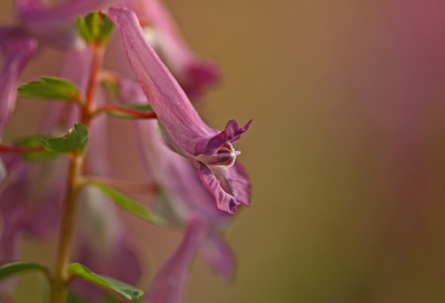 <i class='fa fa-user'></i>&nbsp;Cor&nbsp;|  Vingerhelmbloem&nbsp; <i class='fa fa-eye'>&nbsp;80</i> &nbsp;<i class='fa fa-thumbs-up'>&nbsp;1</i> &nbsp; <i class='fa fa-comment-o'>&nbsp;7</i>