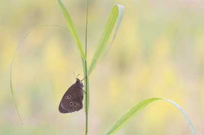 <i class='fa fa-user'></i>&nbsp;Johan van Gurp&nbsp;|  Koevinkje&nbsp; <i class='fa fa-eye'>&nbsp;93</i> &nbsp;<i class='fa fa-thumbs-up'>&nbsp;4</i> &nbsp; <i class='fa fa-comment-o'>&nbsp;6</i>