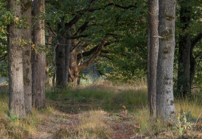 <i class='fa fa-user'></i>&nbsp;Tim Oord&nbsp;|  Grillig bospad&nbsp; <i class='fa fa-eye'>&nbsp;101</i> &nbsp; <i class='fa fa-comment-o'>&nbsp;2</i>