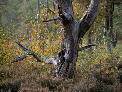 <i class='fa fa-user'></i>&nbsp;Tim Oord&nbsp;|  Dode boom&nbsp; <i class='fa fa-eye'>&nbsp;116</i> &nbsp; <i class='fa fa-comment-o'>&nbsp;6</i>