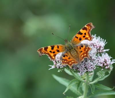 <i class='fa fa-user'></i>&nbsp;Paul Vandebroek&nbsp;|  Gehakkelde Aurelia&nbsp; <i class='fa fa-eye'>&nbsp;84</i> &nbsp;<i class='fa fa-thumbs-up'>&nbsp;3</i> &nbsp; <i class='fa fa-comment-o'>&nbsp;6</i>