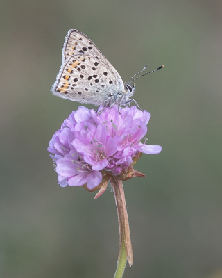 <i class='fa fa-user'></i>&nbsp;Johan van Gurp&nbsp;|  Bruine Vuurvlinder&nbsp; <i class='fa fa-eye'>&nbsp;66</i> &nbsp; <i class='fa fa-comment-o'>&nbsp;4</i>