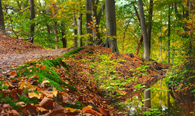 <i class='fa fa-user'></i>&nbsp;janvangastel&nbsp;|  Bosfoto&nbsp; <i class='fa fa-eye'>&nbsp;111</i> &nbsp; <i class='fa fa-comment-o'>&nbsp;8</i>