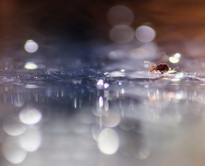 <i class='fa fa-user'></i>&nbsp;rixte&nbsp;|  Dicyrtomina ornata&nbsp; <i class='fa fa-eye'>&nbsp;119</i> &nbsp;<i class='fa fa-thumbs-up'>&nbsp;8</i> &nbsp; <i class='fa fa-comment-o'>&nbsp;8</i>