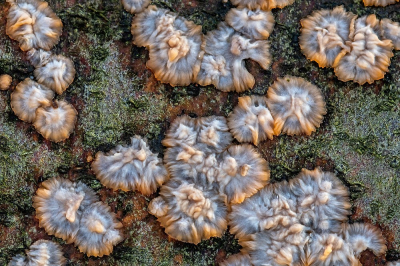 <i class='fa fa-user'></i>&nbsp;Johan van Gurp&nbsp;|  Oranje Aderzwam&nbsp; <i class='fa fa-eye'>&nbsp;118</i> &nbsp;<i class='fa fa-thumbs-up'>&nbsp;4</i> &nbsp; <i class='fa fa-comment-o'>&nbsp;6</i>