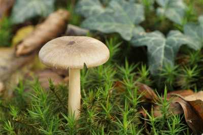 <i class='fa fa-user'></i>&nbsp;Jelle Bakker&nbsp;|  Breedplaatstreephoed&nbsp; <i class='fa fa-eye'>&nbsp;49</i> &nbsp;<i class='fa fa-thumbs-up'>&nbsp;1</i> &nbsp; <i class='fa fa-comment-o'>&nbsp;1</i>