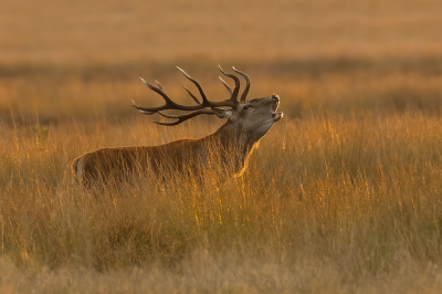 <i class='fa fa-user'></i>&nbsp;Luc Meert&nbsp;|  Edelhert&nbsp; <i class='fa fa-eye'>&nbsp;133</i> &nbsp;<i class='fa fa-thumbs-up'>&nbsp;6</i> &nbsp; <i class='fa fa-comment-o'>&nbsp;9</i>