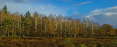 <i class='fa fa-user'></i>&nbsp;janvangastel&nbsp;|  Berken op de Zuiderheide&nbsp; <i class='fa fa-eye'>&nbsp;69</i> &nbsp; <i class='fa fa-comment-o'>&nbsp;4</i>