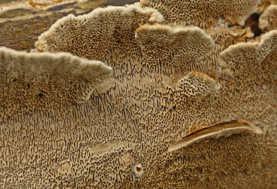 <i class='fa fa-user'></i>&nbsp;Cor&nbsp;|  Bleke Borstelkurkzwam&nbsp; <i class='fa fa-eye'>&nbsp;98</i> &nbsp;<i class='fa fa-thumbs-up'>&nbsp;2</i> &nbsp; <i class='fa fa-comment-o'>&nbsp;8</i>