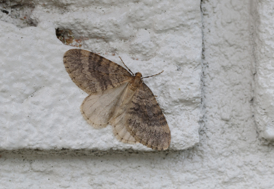 <i class='fa fa-user'></i>&nbsp;Ad Sprang&nbsp;|  Kleine Wintervlinder&nbsp; <i class='fa fa-eye'>&nbsp;109</i> &nbsp; <i class='fa fa-comment-o'>&nbsp;3</i>