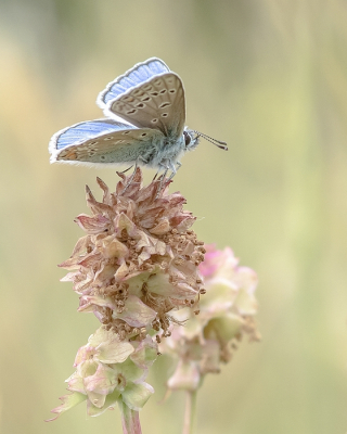 <i class='fa fa-user'></i>&nbsp;Johan van Gurp&nbsp;|  Icarusblauwtje&nbsp; <i class='fa fa-eye'>&nbsp;65</i> &nbsp; <i class='fa fa-comment-o'>&nbsp;4</i>