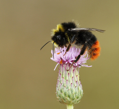 <i class='fa fa-user'></i>&nbsp;Paul Vandebroek&nbsp;|  Steenhommel&nbsp; <i class='fa fa-eye'>&nbsp;67</i> &nbsp;<i class='fa fa-thumbs-up'>&nbsp;2</i> &nbsp; <i class='fa fa-comment-o'>&nbsp;4</i>