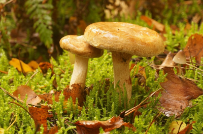 <i class='fa fa-user'></i>&nbsp;Jelle Bakker&nbsp;|  Gewone Krulzoom&nbsp; <i class='fa fa-eye'>&nbsp;50</i> &nbsp; <i class='fa fa-comment-o'>&nbsp;0</i>