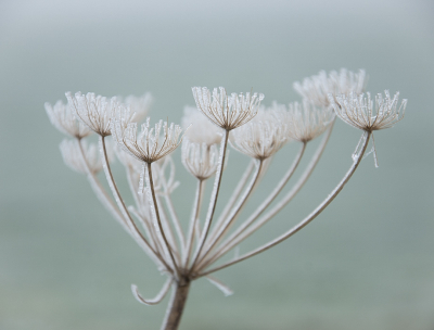 <i class='fa fa-user'></i>&nbsp;Truus Aletta Maan&nbsp;|  Gewone Berenklauw&nbsp; <i class='fa fa-eye'>&nbsp;67</i> &nbsp; <i class='fa fa-comment-o'>&nbsp;4</i>