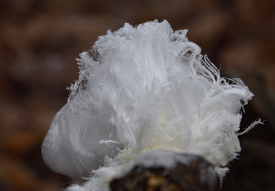 <i class='fa fa-user'></i>&nbsp;Arne Bakker&nbsp;|  IJshaar&nbsp; <i class='fa fa-eye'>&nbsp;97</i> &nbsp;<i class='fa fa-thumbs-up'>&nbsp;1</i> &nbsp; <i class='fa fa-comment-o'>&nbsp;4</i>