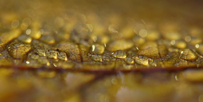 <i class='fa fa-user'></i>&nbsp;Nel R&nbsp;|  Morgendauw&nbsp; <i class='fa fa-eye'>&nbsp;75</i> &nbsp;<i class='fa fa-thumbs-up'>&nbsp;3</i> &nbsp; <i class='fa fa-comment-o'>&nbsp;11</i>