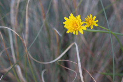 <i class='fa fa-user'></i>&nbsp;Mark de Bruijn&nbsp;|  Leeuwentand sp.&nbsp; <i class='fa fa-eye'>&nbsp;88</i> &nbsp;<i class='fa fa-thumbs-up'>&nbsp;1</i> &nbsp; <i class='fa fa-comment-o'>&nbsp;11</i>