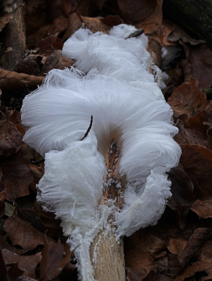 <i class='fa fa-user'></i>&nbsp;nelappelmelk&nbsp;|  IJshaar&nbsp; <i class='fa fa-eye'>&nbsp;119</i> &nbsp;<i class='fa fa-thumbs-up'>&nbsp;4</i> &nbsp; <i class='fa fa-comment-o'>&nbsp;6</i>