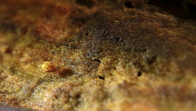 <i class='fa fa-user'></i>&nbsp;Meindert&nbsp;|  Dicyrtomina ornata&nbsp; <i class='fa fa-eye'>&nbsp;61</i> &nbsp; <i class='fa fa-comment-o'>&nbsp;9</i>