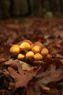 <i class='fa fa-user'></i>&nbsp;Meindert&nbsp;|  Gewone Zwavelkop&nbsp; <i class='fa fa-eye'>&nbsp;64</i> &nbsp; <i class='fa fa-comment-o'>&nbsp;9</i>