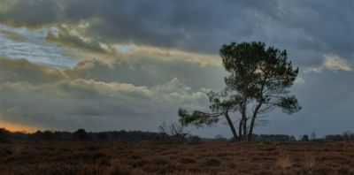 <i class='fa fa-user'></i>&nbsp;janvangastel&nbsp;|  Zuiderheide&nbsp; <i class='fa fa-eye'>&nbsp;68</i> &nbsp; <i class='fa fa-comment-o'>&nbsp;4</i>