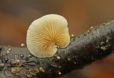 <i class='fa fa-user'></i>&nbsp;Cor&nbsp;|  Wit Oorzwammetje&nbsp; <i class='fa fa-eye'>&nbsp;62</i> &nbsp;<i class='fa fa-thumbs-up'>&nbsp;1</i> &nbsp; <i class='fa fa-comment-o'>&nbsp;6</i>