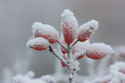 <i class='fa fa-user'></i>&nbsp;Paul Vandebroek&nbsp;|  Hondsroos&nbsp; <i class='fa fa-eye'>&nbsp;60</i> &nbsp;<i class='fa fa-thumbs-up'>&nbsp;1</i> &nbsp; <i class='fa fa-comment-o'>&nbsp;4</i>