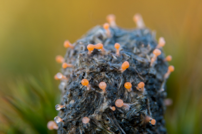 <i class='fa fa-user'></i>&nbsp;walter&nbsp;|  Roze Mestknopsteeltje&nbsp; <i class='fa fa-eye'>&nbsp;101</i> &nbsp;<i class='fa fa-thumbs-up'>&nbsp;1</i> &nbsp; <i class='fa fa-comment-o'>&nbsp;6</i>