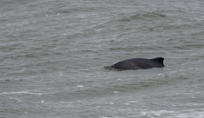 <i class='fa fa-user'></i>&nbsp;Eef Kieft&nbsp;|  Bruinvis&nbsp; <i class='fa fa-eye'>&nbsp;137</i> &nbsp; <i class='fa fa-comment-o'>&nbsp;2</i>