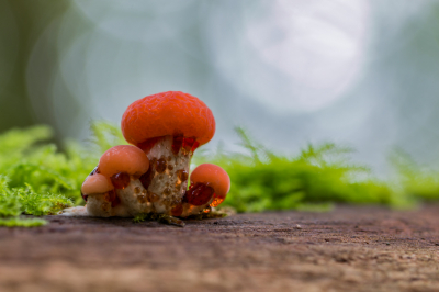 <i class='fa fa-user'></i>&nbsp;walter&nbsp;|  Zalmzwam&nbsp; <i class='fa fa-eye'>&nbsp;108</i> &nbsp;<i class='fa fa-thumbs-up'>&nbsp;3</i> &nbsp; <i class='fa fa-comment-o'>&nbsp;4</i>