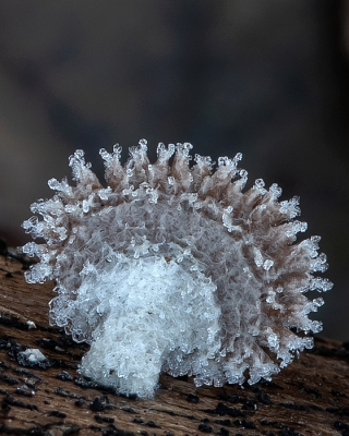 <i class='fa fa-user'></i>&nbsp;Johan van Gurp&nbsp;|  Waaiertje&nbsp; <i class='fa fa-eye'>&nbsp;125</i> &nbsp;<i class='fa fa-thumbs-up'>&nbsp;8</i> &nbsp; <i class='fa fa-comment-o'>&nbsp;8</i>