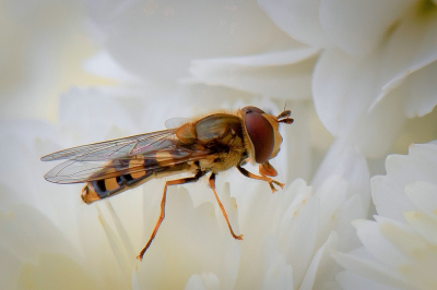 <i class='fa fa-user'></i>&nbsp;Bert Veerman&nbsp;|  Kleine Bandzweefvlieg&nbsp; <i class='fa fa-eye'>&nbsp;74</i> &nbsp;<i class='fa fa-thumbs-up'>&nbsp;9</i> &nbsp; <i class='fa fa-comment-o'>&nbsp;7</i>