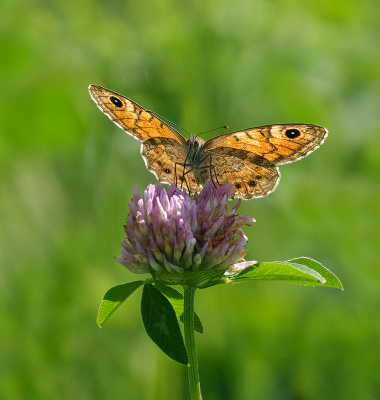 <i class='fa fa-user'></i>&nbsp;Jurgen Maassen&nbsp;|  Argusvlinder&nbsp; <i class='fa fa-eye'>&nbsp;62</i> &nbsp;<i class='fa fa-thumbs-up'>&nbsp;3</i> &nbsp; <i class='fa fa-comment-o'>&nbsp;4</i>