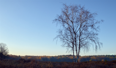 <i class='fa fa-user'></i>&nbsp;janvangastel&nbsp;|  Berk sp.&nbsp; <i class='fa fa-eye'>&nbsp;57</i> &nbsp; <i class='fa fa-comment-o'>&nbsp;3</i>