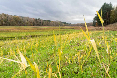 Herfstlandschap in de Kennemerduinen - de Zanderij. Vochtige duinen vallei.
Dit is n van mijn landschapsfoto's die niet door mijn eigen selectie voor de seizoenopdracht 'Geel' kwam. Ik vond dat gele riet echt wel heel bijzonder, maar vond het moeilijk het goed in beeld te brengen. Enkele pogingen gedaan, dit was n van de beste, alleen koos ik uiteindelijk twee andere foto's voor de seizoensopdracht. Ben wel benieuwd of jullie die riethalmen op de voorgrond storend vinden, of juist niet?